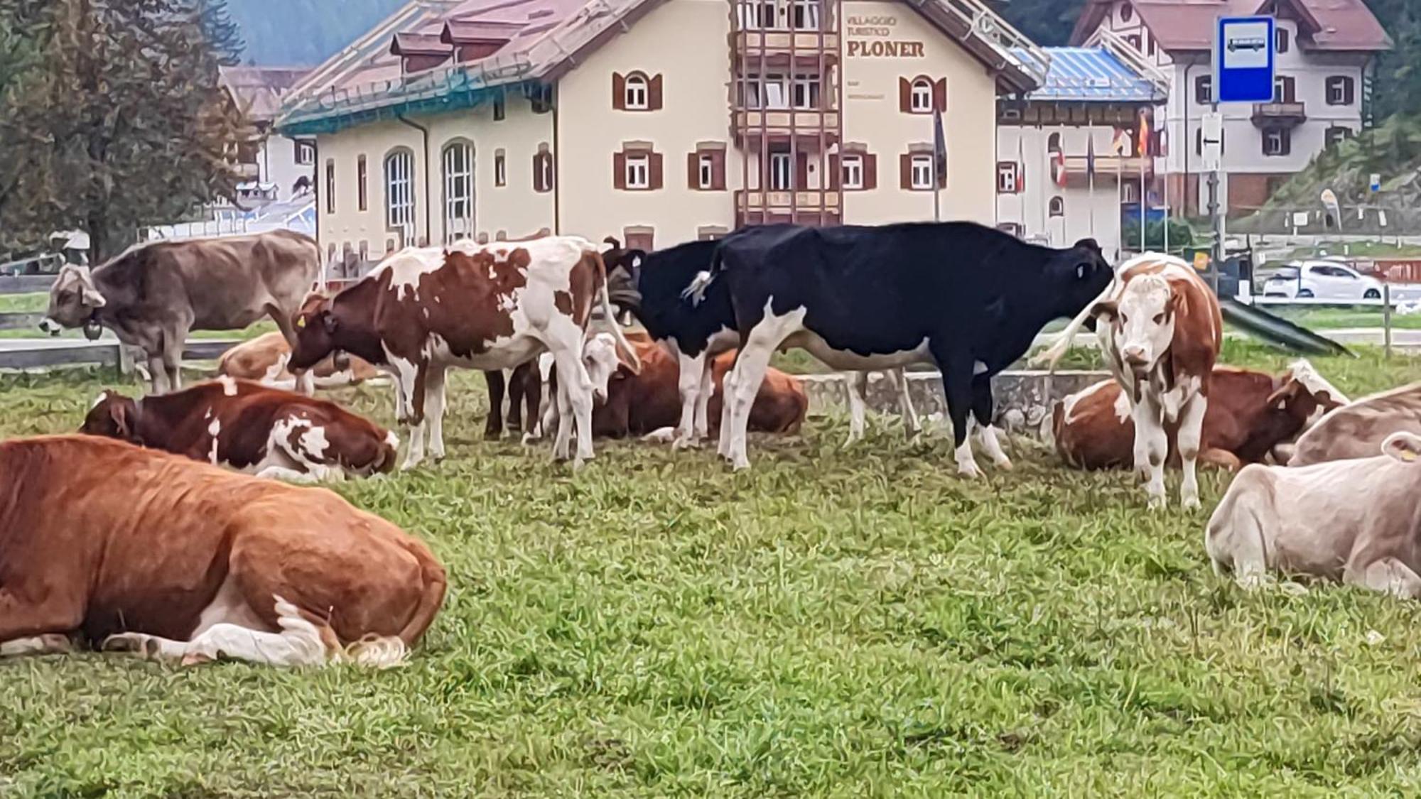 Villaggio Turistico Ploner Appartaments Carbonin Esterno foto